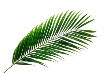 Obraz premium Single palm or coconut tree on a transparent background