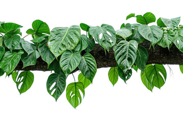 Green branch of native monstera on a transparent background