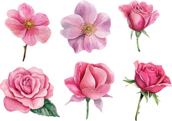 pink roses isolated on white background