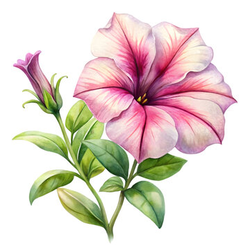 pink petunia flower watercolor painting clip art preview