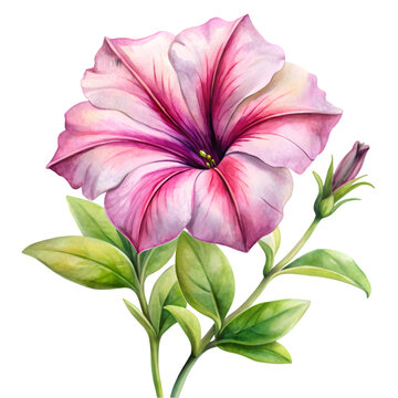Petunia clip art preview