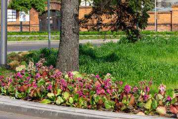 colorful flowerbed with pink flowers growing around a tree trunk at the curb of a city street. In the background there is a lawn, a sidewalk and a brick fence. The whole thing presents a well-kept fra
