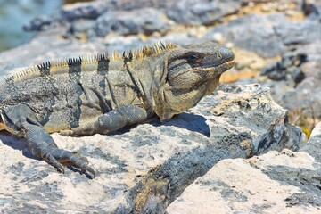 Iguana sitting on a rock next to the ocean