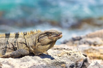 Iguana sitting on a rock next to the ocean