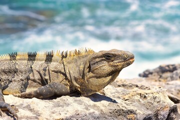 Iguana sitting on a rock next to the ocean