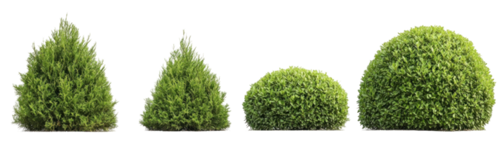 A set of trimmed thuja shrubs on a transparent background