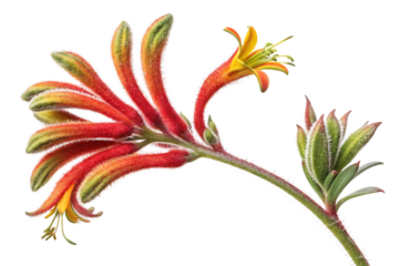 Kangaroo paw flower anigozanthos manglesii exotic Australian native plant blossom on White PNG