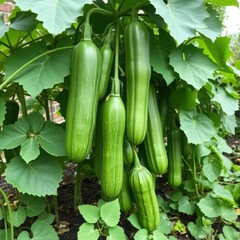 Fresh Green Zucchini Growing on Plant with Vibrant Leaves"