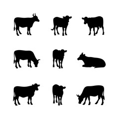 Set Cow silhouettes, Set of jersey cow silhouettes in various poses. isolated vector on white background.