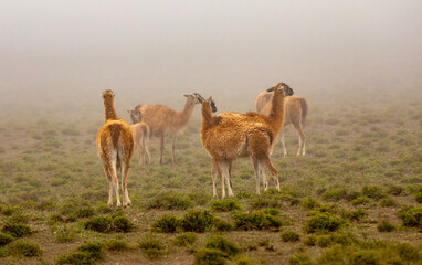 Llamas in the mist in northwestern Argentina.