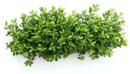 Obraz premium Brushstroke of bush isolated on white background, top view