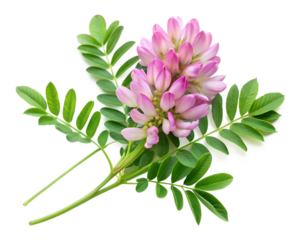 pink and white lilac flowers isolated