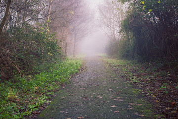 Fototapeta premium A path through a forest with foggy mist and leaves on the ground. The path is wet and muddy, and the trees are tall and leafless. Scene is calm and peaceful, with the mist. Relaxed moody nature.