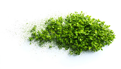 Brushstroke of bush isolated on white background, top view