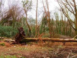 Obraz premium Scene in a forest park after powerful hurricane with trees fallen on the ground. Effect of a strong storm wind. Destruction caused by nature to nature. Nobody. Green and brown tone.