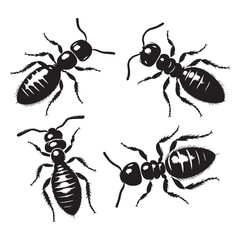 Busy Termite silhouette, working silently to consume wood – Termite illustration – Termite vector – Insect silhouette

