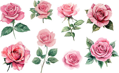 watercolor pink rose flower clipart