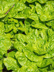 green lettuce in the garden