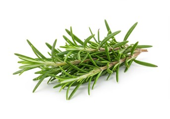 Fototapeta premium A small bundle of fresh rosemary sprigs with needle-like green leaves and woody stems isolated on white background