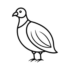 Chukar Partridge Minimalist Bird Sketch