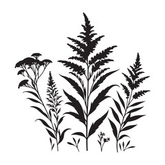 Goldenrod Plant Silhouette Illustration for Garden and Floral Design