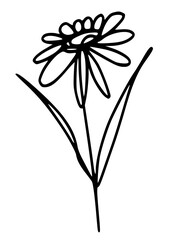 flower one line vector graphics