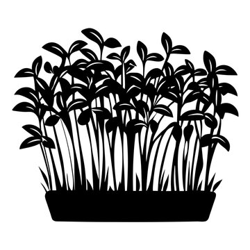 black microgreens growing in a tray clip art preview