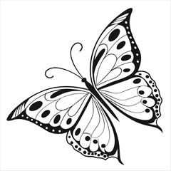 butterfly on white background