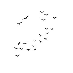 flock of birds flying