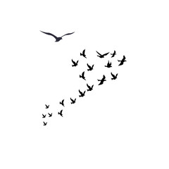 A flock of birds flying gracefully across the sky, symbolizing freedom, nature, unity, and peaceful movement.