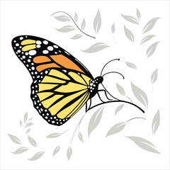 butterfly on a white background