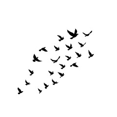 Group of birds flying across the sky, symbolizing freedom, unity, peace, movement, migration, and natural beauty.