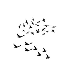 Obraz premium flock of birds flying