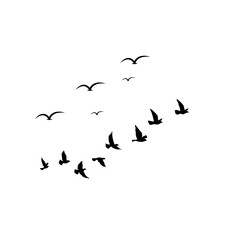 Birds flying across the sky in formation, symbolizing freedom, harmony, journey, peace, nature, and limitless possibilities.