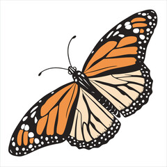 butterfly isolated on white
