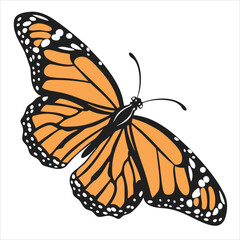 butterfly isolated on white
