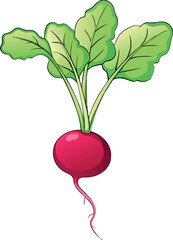 Fresh Red Radish Vector Illustration with Green Leaves and Detailed Design - Ideal for Healthy Food and Agriculture Themes