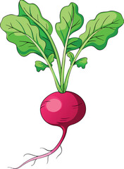 Fresh Red Radish Vector Illustration with Green Leaves and Detailed Design - Ideal for Healthy Food and Agriculture Themes