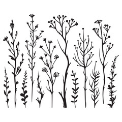 Silhouette Wild Plants Herbs Vector Illustration Botanical Beauty Design