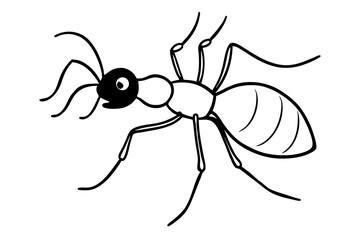 spider isolated on white background