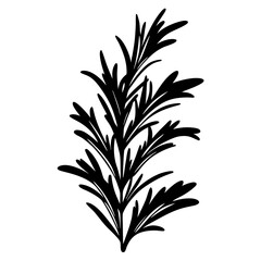 Monochrome vector illustration of rosemary branch with narrow leaves on white background