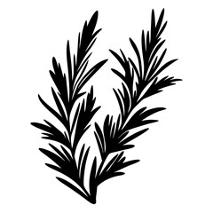 Silhouette of rosemary sprigs showing culinary herb used in mediterranean cuisine