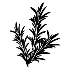Elegant silhouette of rosemary herb sprigs, perfect for culinary design projects
