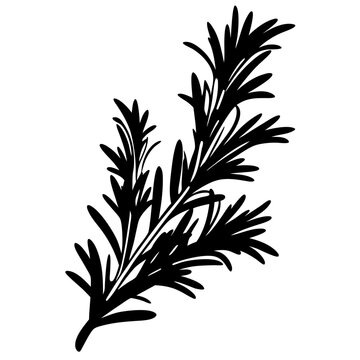 black rosemary sprig on white background clip art preview