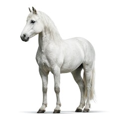 White horse full body on white background