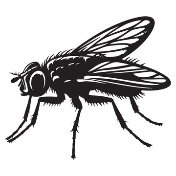 recommend clip art: Fly insect silhouette illustration common housefly pest insect vector design