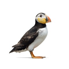 Naklejka premium Puffin with mask standing isolated on white background