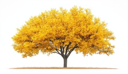 A tree with yellow foliage stands against a white background casting a shadow.