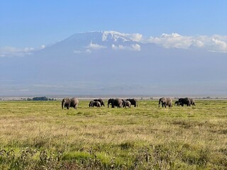 Elephants Grazing in Front of Mount Kilimanjaro, Amboseli National Park, Kenya
