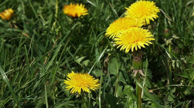 Close-up of blooming dandelions on the background of a green meadow.